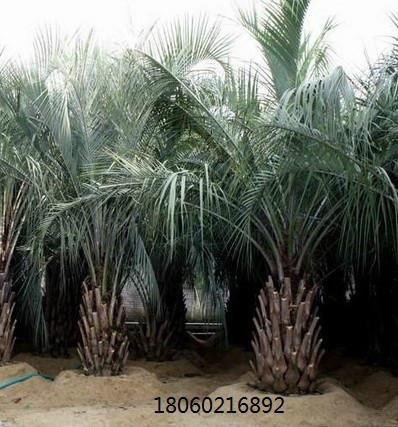 供应福建布迪椰子，福建布迪椰子供应商联系电话，福建哪里有卖布迪椰子图片