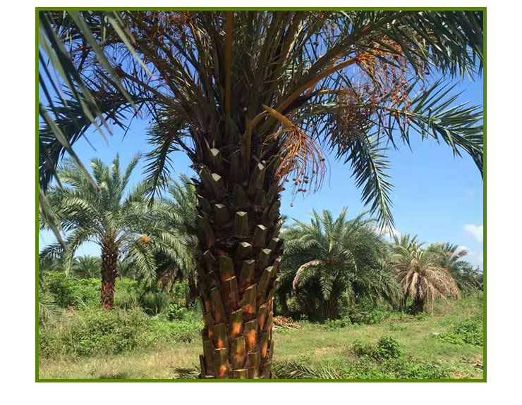 中东海枣出售福建绿化中东海藻 园林中东海枣种植 银海藻基地直销