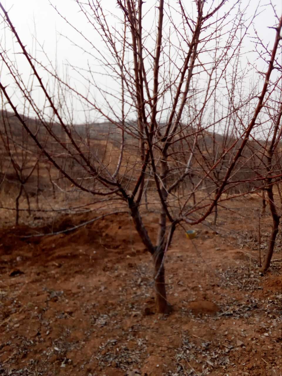 枣树，李子苗，苹果苗，山楂树苗，厂家枣树，李子苗，苹果苗，山楂树苗，