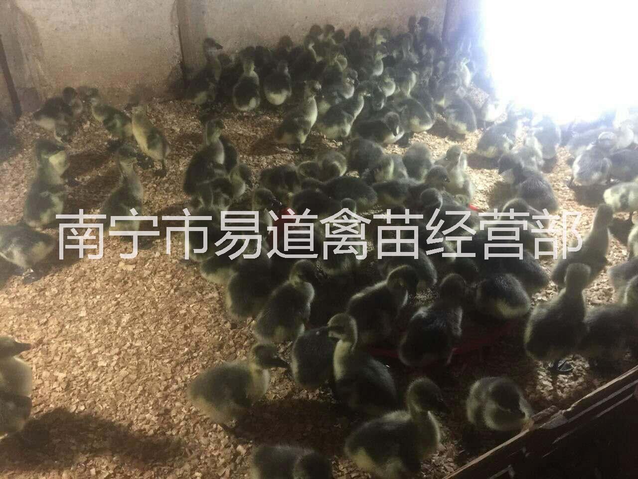 南宁市土鸡苗厂家供应广西土鸡苗报价-土鸡苗批发-土鸡苗批发商