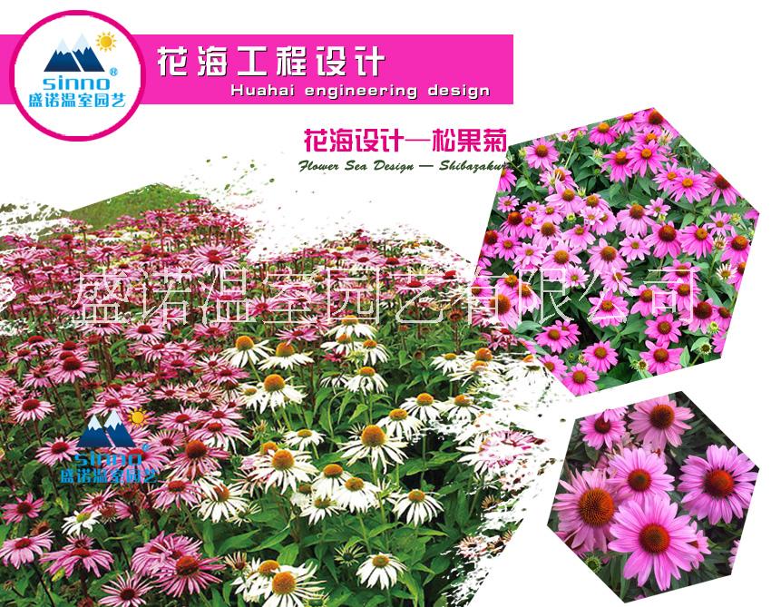 潍坊市盛诺 景观草坪 园林工程 芝樱花厂家盛诺 景观草坪园林工程 盛诺 景观草坪 园林工程 盛诺 景观草坪 园林工程 芝樱花