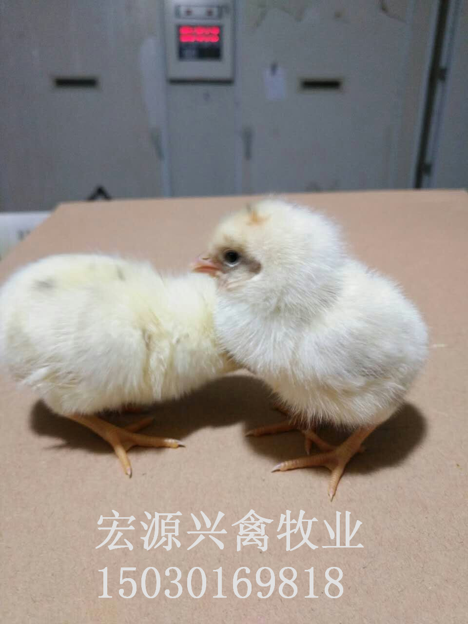 石家庄商品代蛋鸡海兰灰优质鸡苗图片