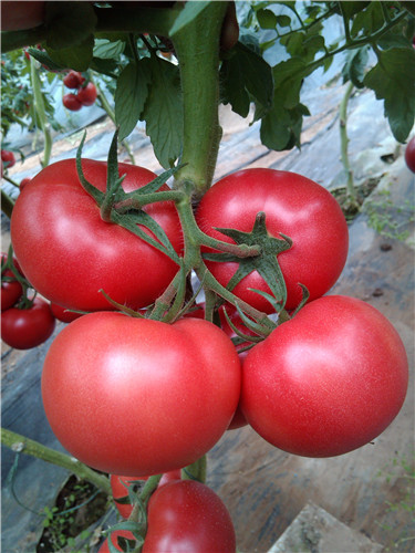 供应用于种植的进口高产西红柿种子冠晨368