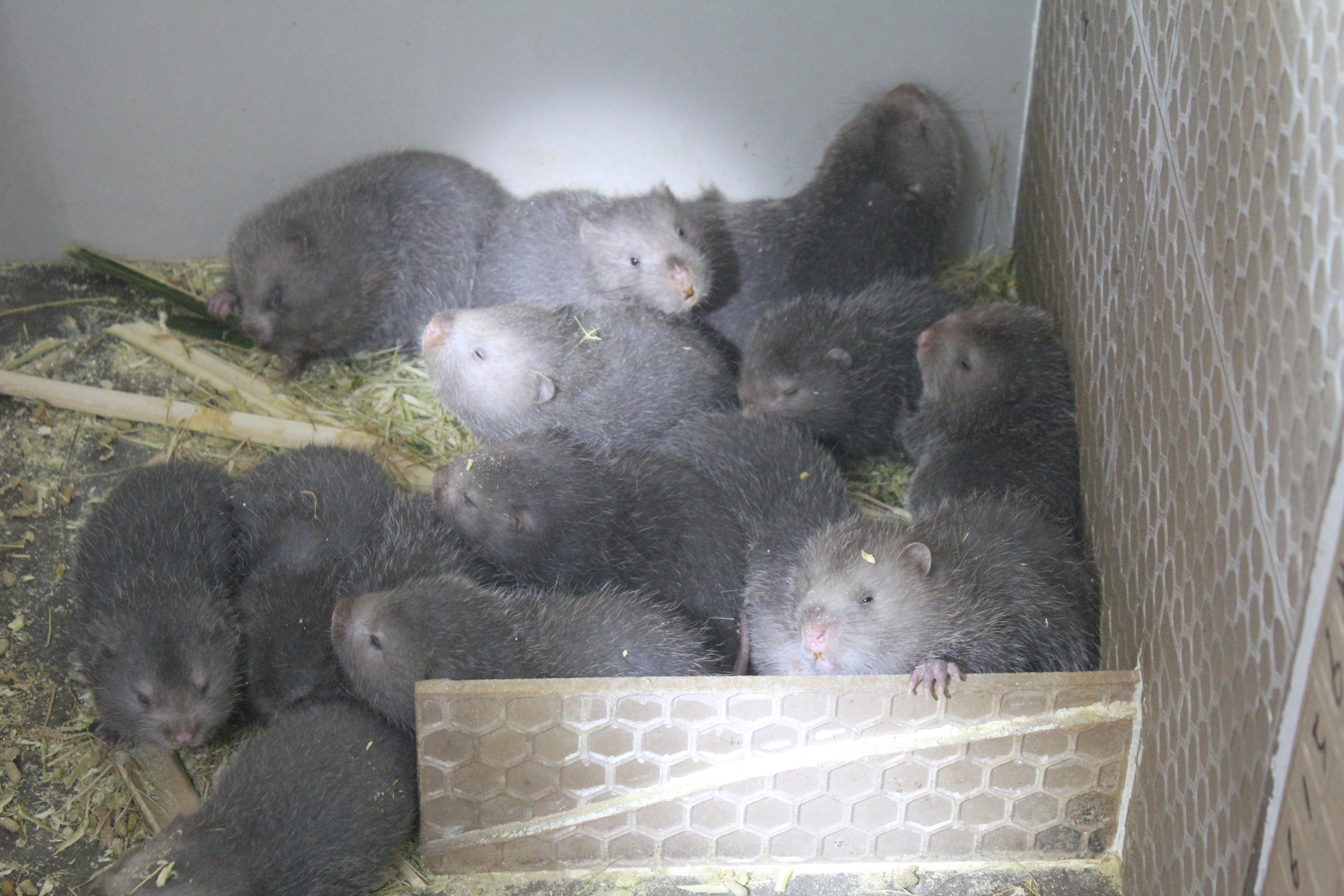 四川竹鼠种苗基地，全是本场养殖的1斤以上的鼠，成活率95％以上 四川竹鼠种苗哪里好 四川竹鼠种苗批发 四川竹鼠种苗报价