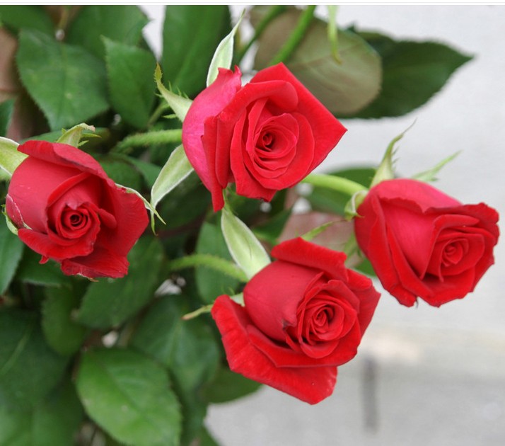 供应玫瑰种苗、玫瑰种苗供应商、销售玫瑰种苗