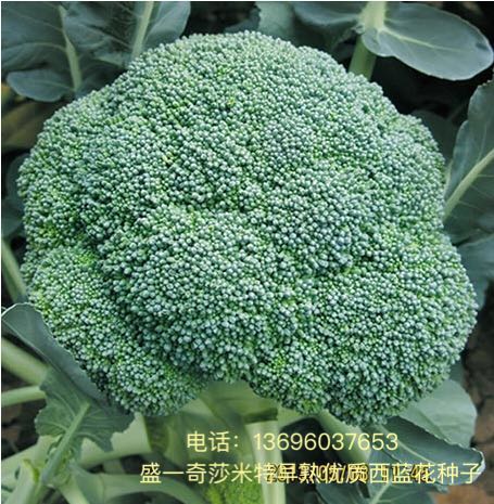 四川省内江， 盛一奇莎米特早熟西蓝花种子 ，花蕾细，颜色绿 早熟西兰花优质蔬菜种子图片