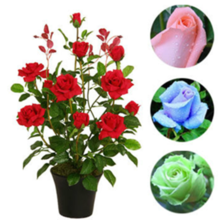 盆栽玫瑰花种供应商、销售盆栽玫瑰花种、供应盆栽玫瑰花种图片