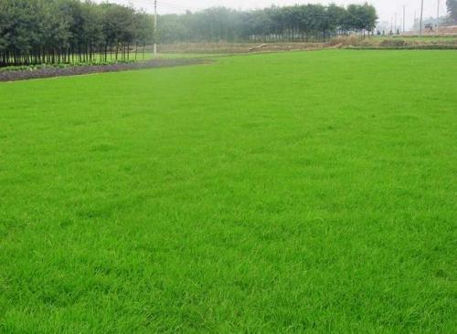 人工草坪价格 北京人工草坪价格 人工草坪厂家供应 人工草坪哪家好
