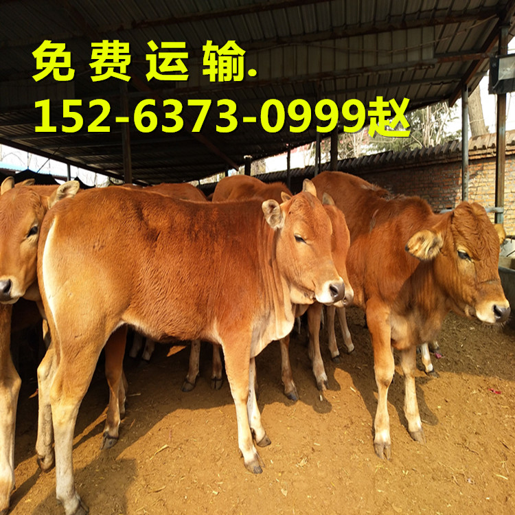 鲁西黄肉牛犊价格肉牛犊苗养殖场图片