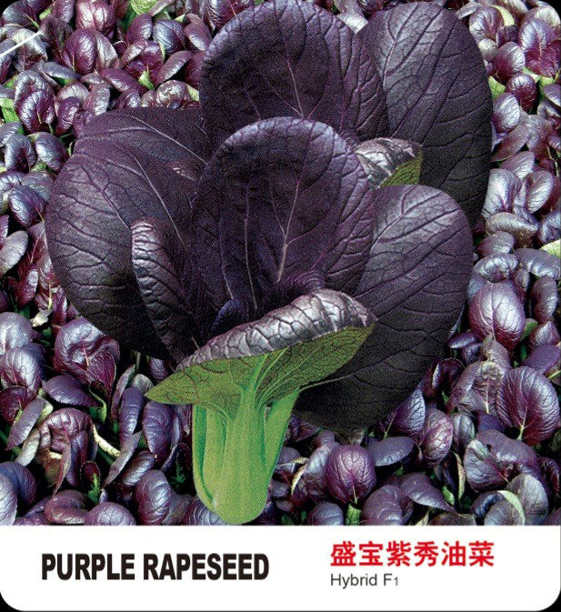 盛宝紫秀青梗菜油菜种子，盛琪种子公司销售，紫色蔬菜种子批发，紫色小白菜图片