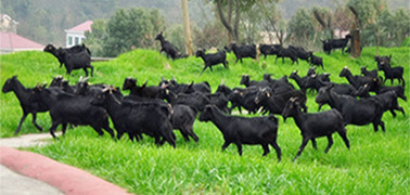 海南黑山羊养殖批发