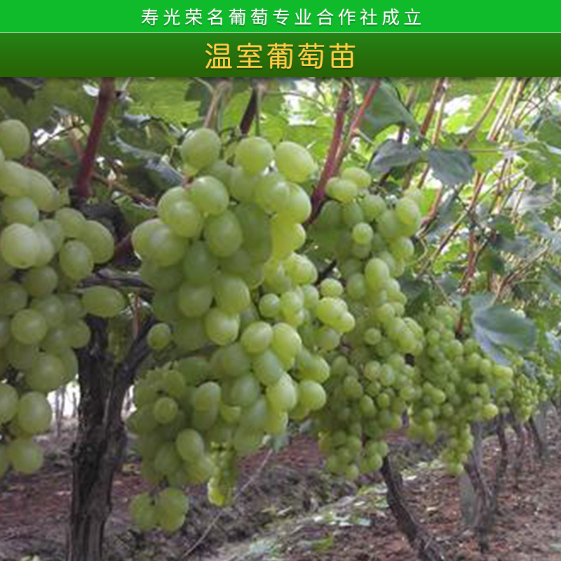 寿光荣名葡萄专业合作社温室葡萄苗1号大硼种植新品种葡萄苗批发