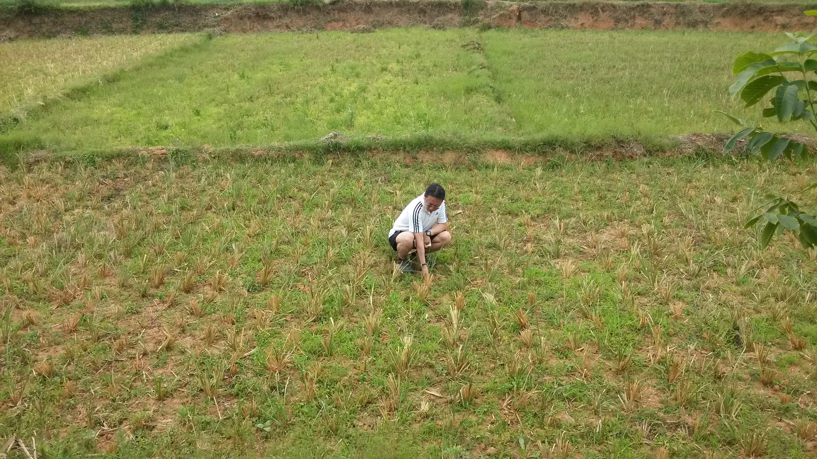 昆明市陕西香根草种苗厂家陕西香根草种苗