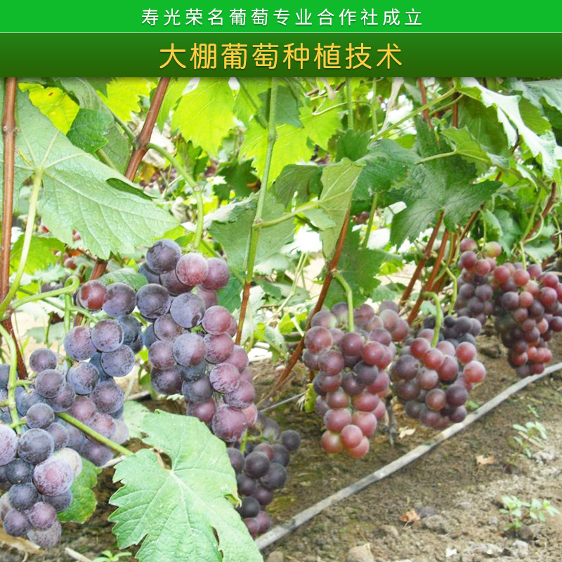 寿光荣名葡萄专业合作社温室大棚葡萄种植技术种植新经验栽培方法