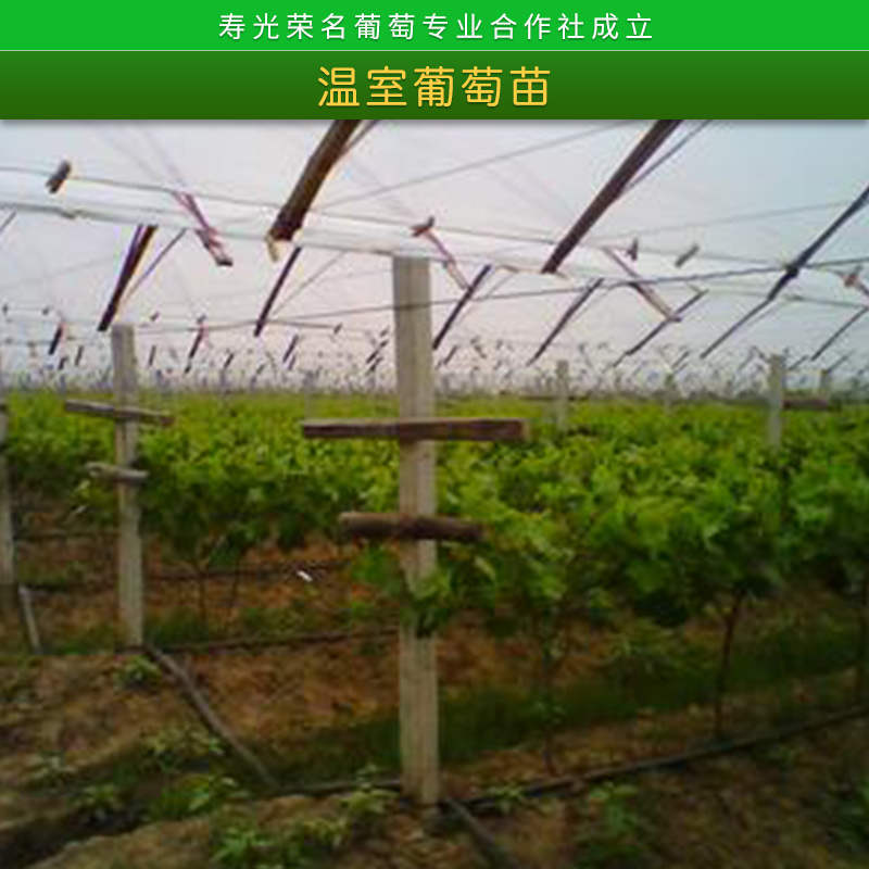 寿光荣名葡萄专业合作社温室葡萄苗1号大硼种植新品种葡萄苗批发