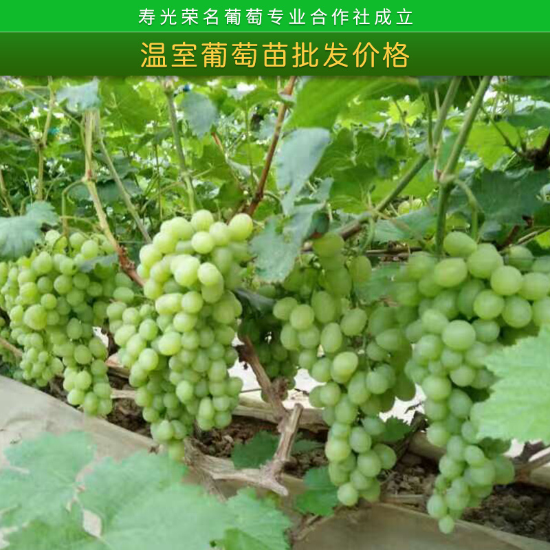 寿光荣名葡萄专业合作社温室葡萄苗批发价格新品种葡萄苗栽培方法