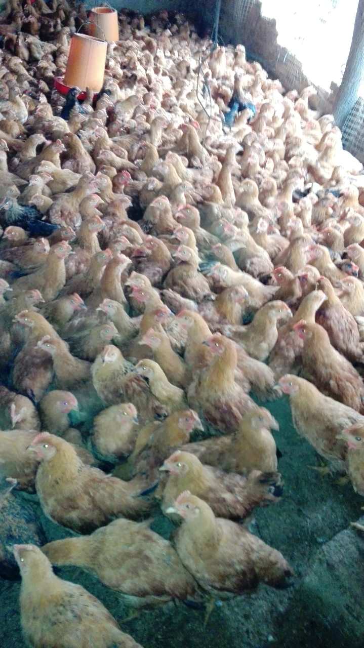 贵州土鸡母鸡批发价格，贵州土鸡母鸡养殖中心，贵州土鸡母鸡供应