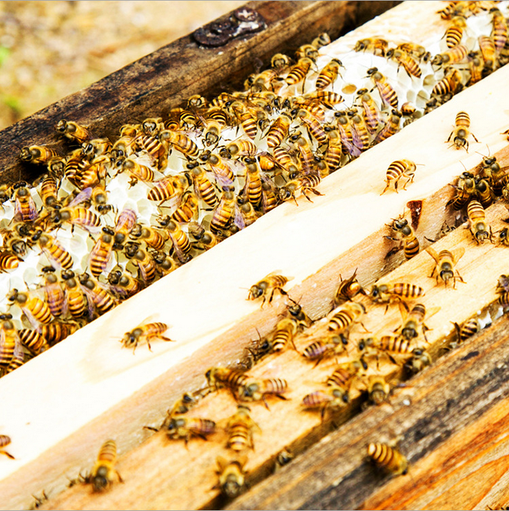 天然蜂巢蜜蜂蜜500g 天然高原野花蜜 土蜂蜜 野生蜂蜜厂家直销 农家蜂蜜 云南农家蜂蜜
