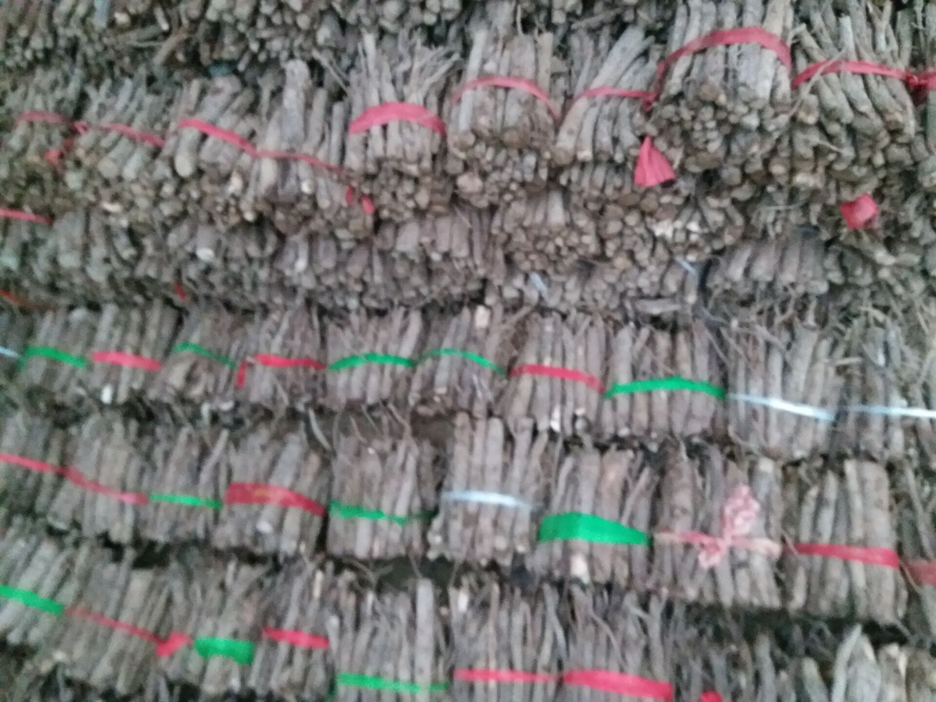 泡桐根供应兰考泡桐树根9501/9502泡桐根大量出售河南省周口市西华苗木基地
