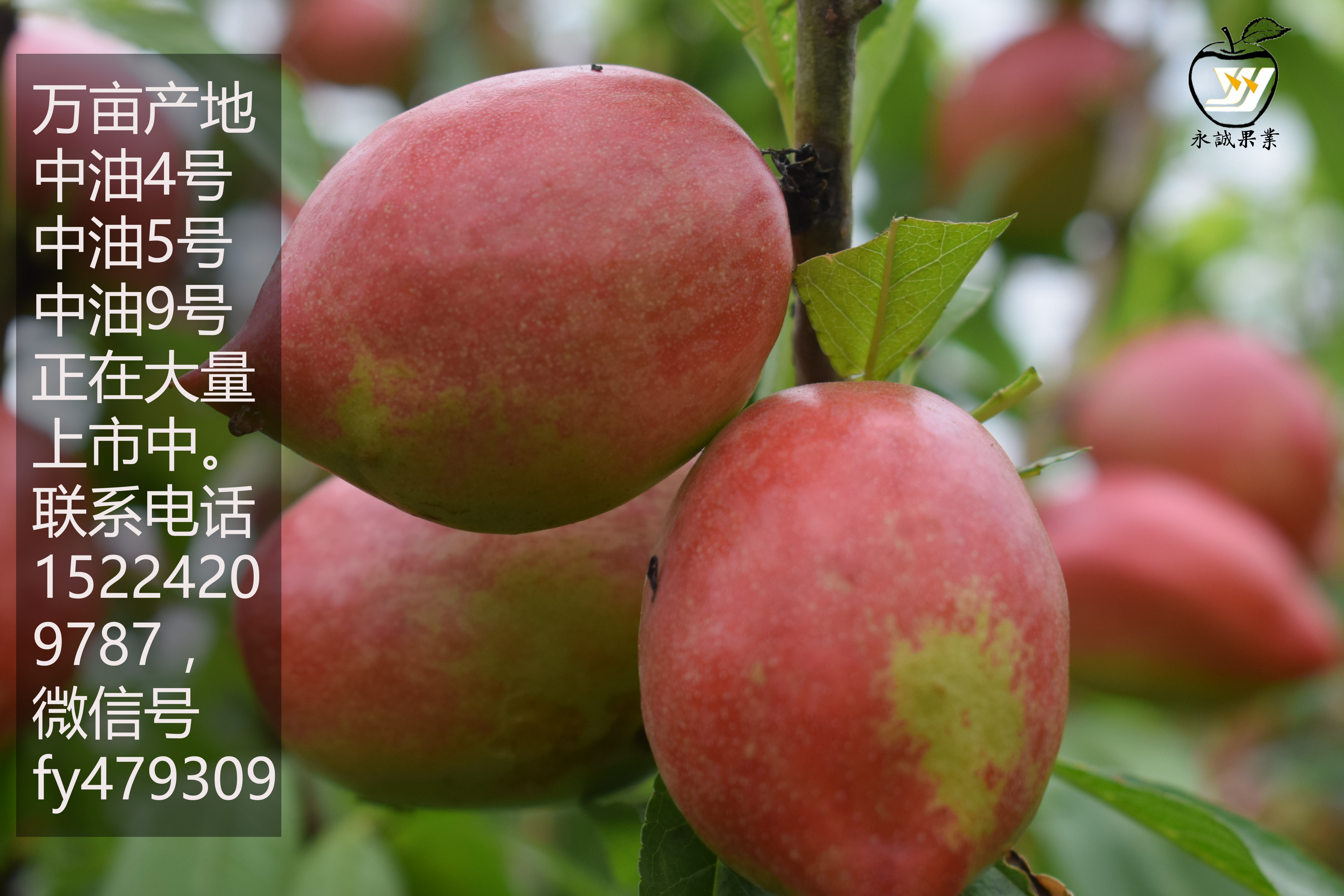 万亩油桃成熟果色鲜艳品相高价格稳中油4号中油5号9号图片