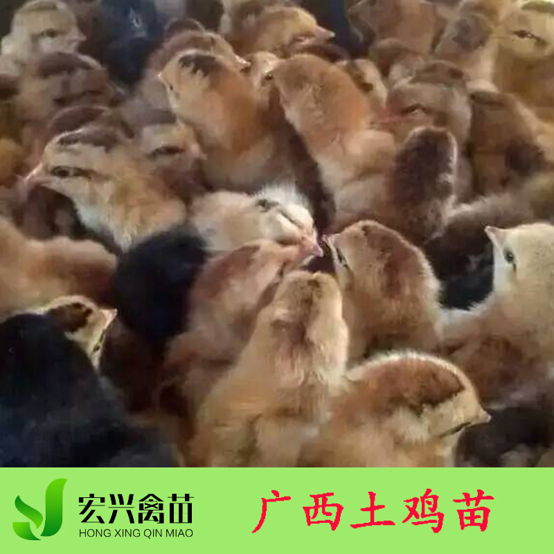 贵州土鸡苗厂家直销 贵州本地鸡厂家直销 笼养散养土鸡肉鸡苗