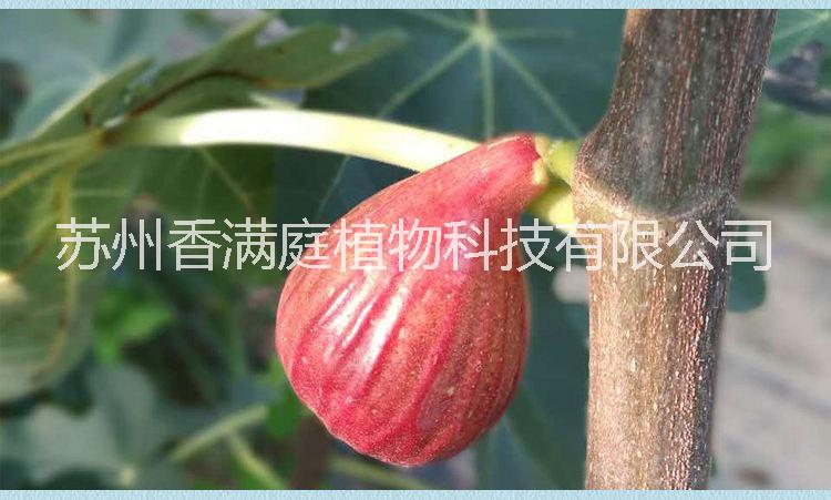 无花果 无花果种植 无花果苗 无花果供应商图片