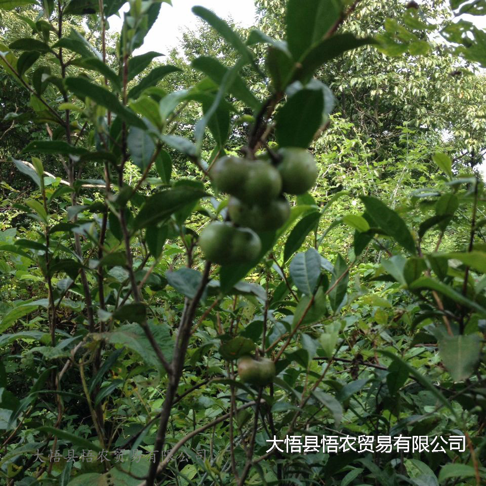 龙井43号价格茶叶籽茶苗西湖龙井龙井茶产地图片