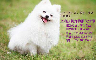 宠物上海机场代理报关报检、上海宠物报关公司、上海机场宠物代理报关报检清关