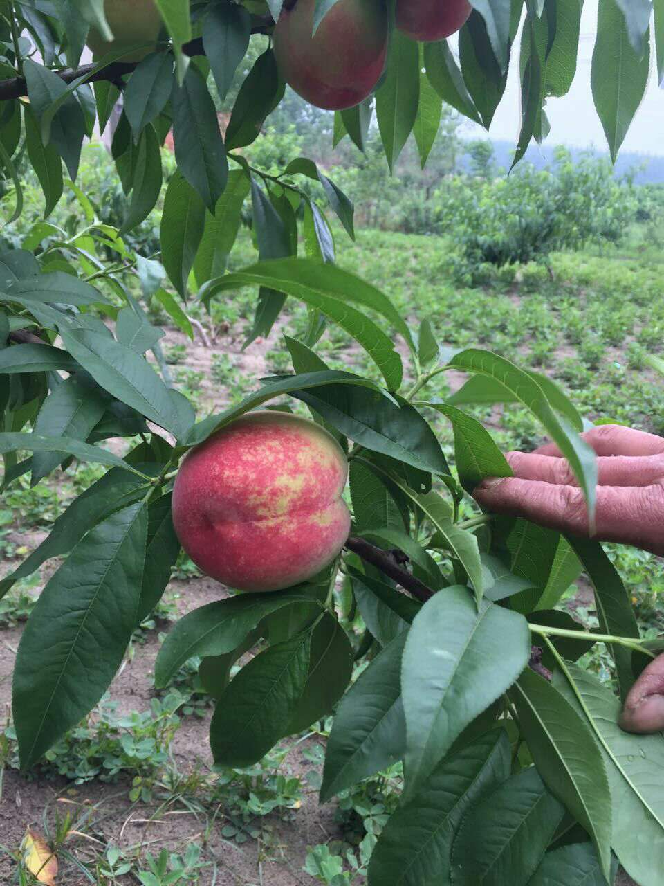 湖南优质水蜜桃  大量供应水蜜桃 桃子优惠