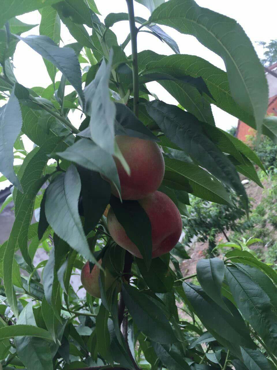 荆州新鲜水蜜桃 水蜜桃的营养价值   水蜜桃批发