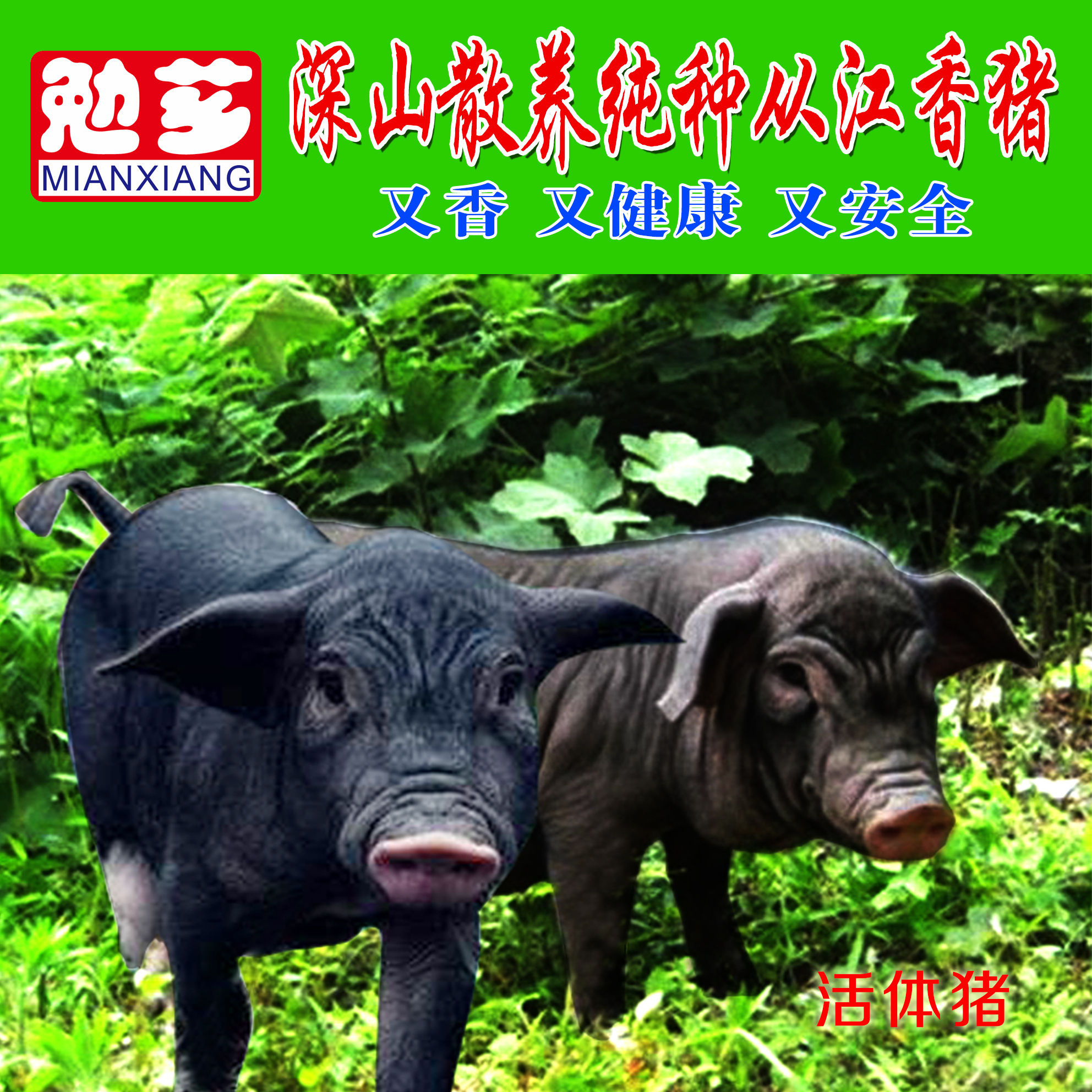 湖南香猪肉供应商批发