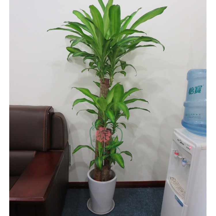 办公室大棵植物会议室/办公室/走廊耐阴植物巴西木盆栽图片