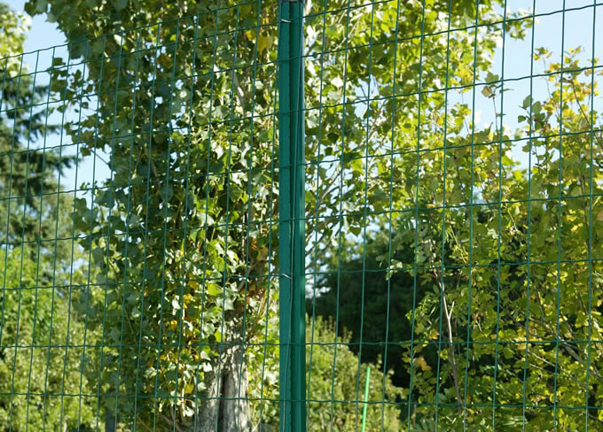 荷兰网 散养鸡围栏网 养殖围栏网  浸塑铁丝网 果园围栏网图片