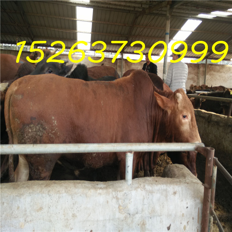 山东肉牛养殖场肉牛犊多少钱一头图片