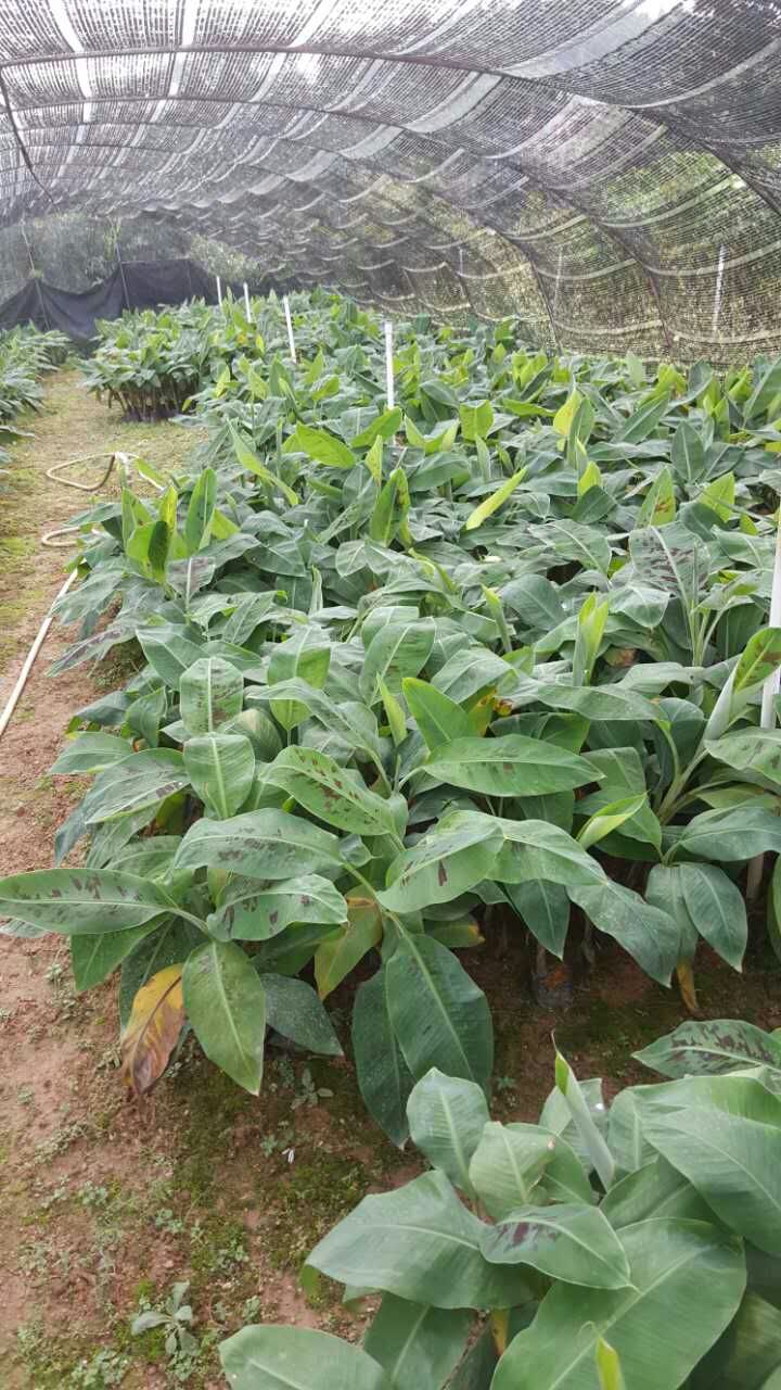 钦州市香蕉苗厂家广西香蕉苗 香蕉苗报价 香蕉树 香蕉苗木批发 香蕉苗木种植 香蕉