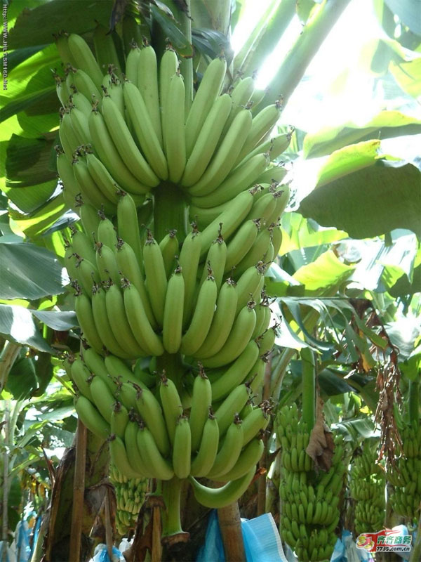钦州市香蕉苗厂家