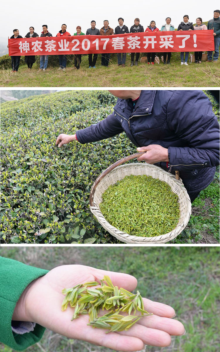 湖北绿茶 大洪山茶叶 绿茶批发 2017年新茶散装春茶 散装毛尖