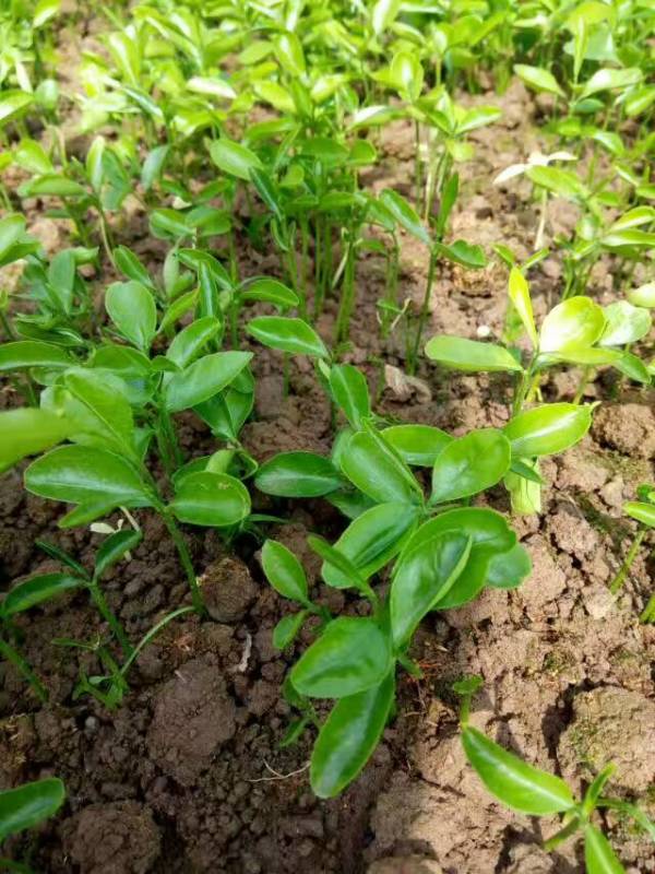 四川香橙小苗种植地 供应香橙小苗 香橙小苗批发价格