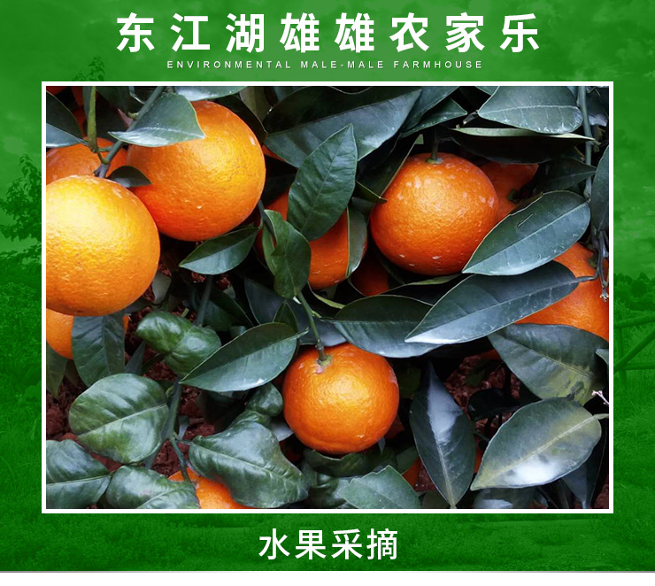 湖南东江湖脐橙不打蜡不加甜蜜素 果场直摘 量大优惠