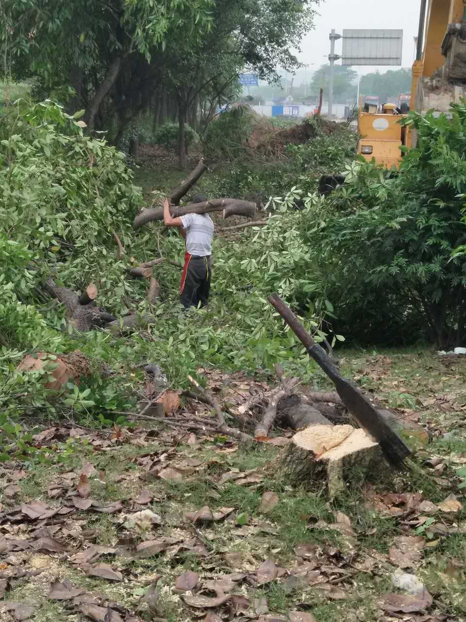 广州 专业砍树 收购杂树可免费砍树 砍树团队 砍树工程团队