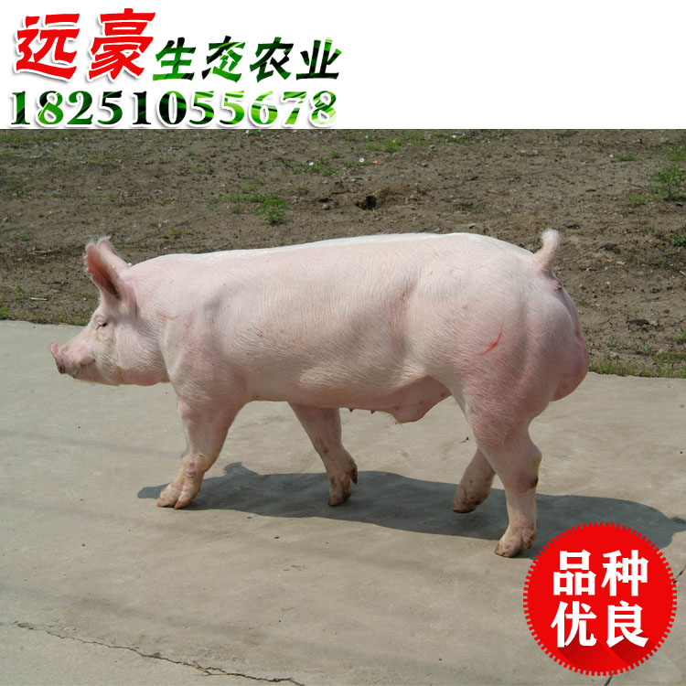 供应杜洛克公猪种猪批发养殖场直销小公猪台系美系纯原种猪