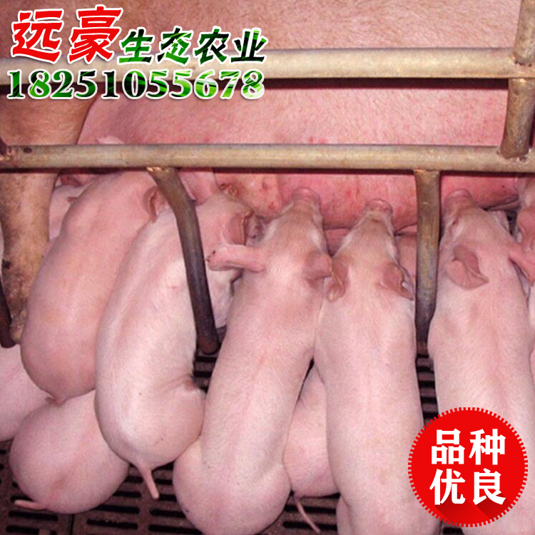 江苏沭阳养猪场出售仔猪母猪苗猪太湖猪批发量大包运