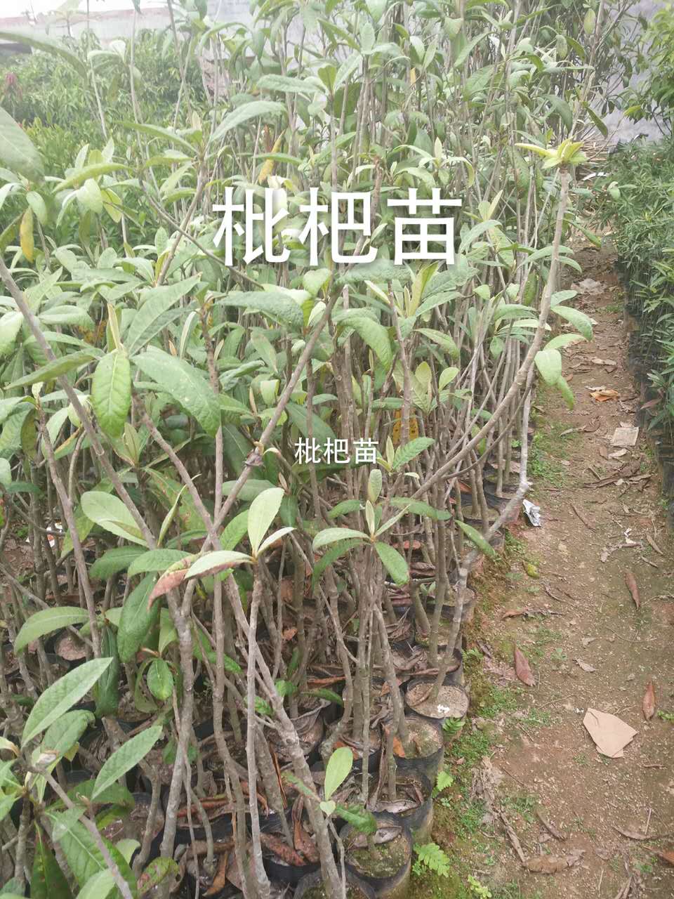 广西枇杷树苗批发 广西枇杷树苗批发价格 广西枇杷树苗种植基地 广西枇杷树苗批发供应商 广西枇杷树苗批发 供应枇杷树苗批发图片