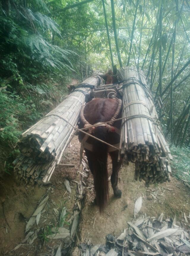 浙江骡马运输搬运队 浙江高山山路搬运队 广西骡马运输搬运队 广西高山山路搬运队 安徽骡马运输搬运队 安徽高山山路搬运队