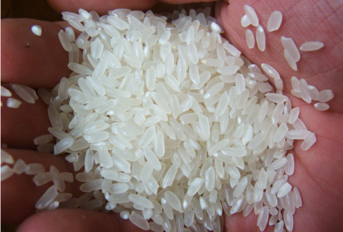 江西大米批发   大米供应