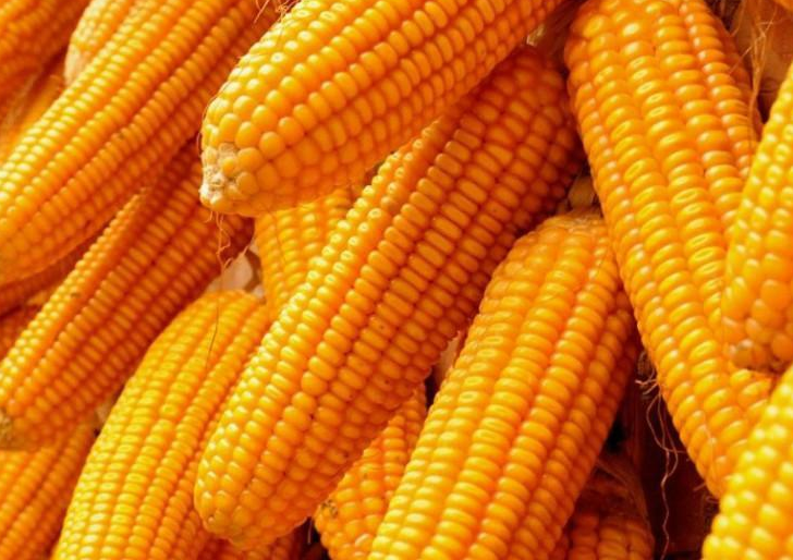 宿州市玉米种植厂家灵璧县玉米种植   小麦种植  黄豆种植