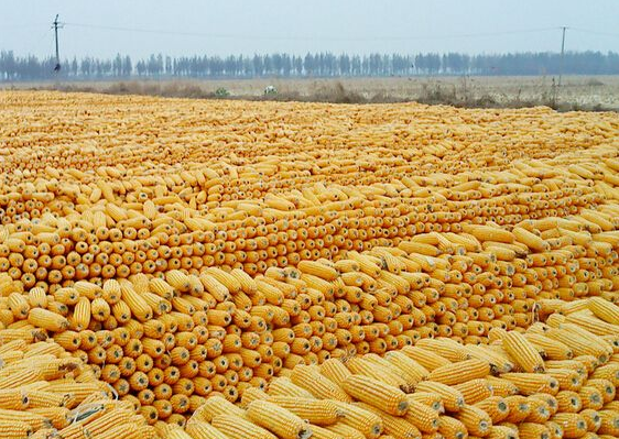 宿州市玉米种植厂家