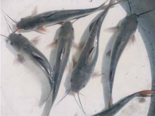 茂名美国叉尾 叉尾鱼供应商直销 养殖批发价格图片