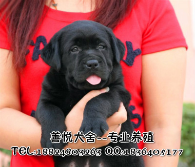 供应纯种拉布拉多犬 广州哪里有卖拉布拉多 拉布拉多价格