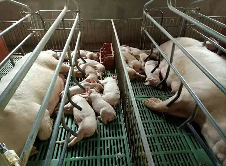 泊头福临母猪产床保育床生产厂家母猪产床保猪保育生产厂家